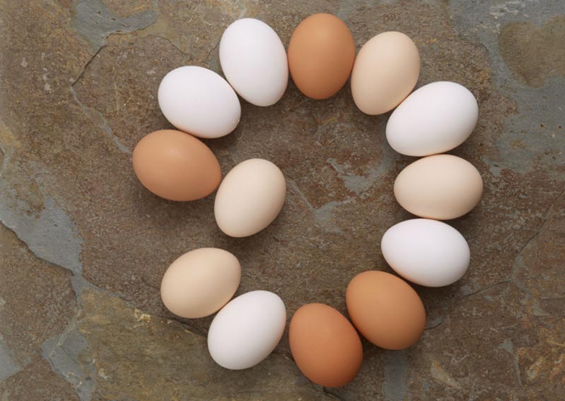 完全食品と言われる卵